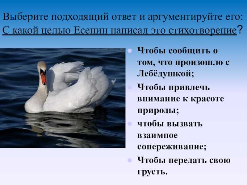Сергей есенин - лебедушка читать стихотворение, текст стиха онлайн