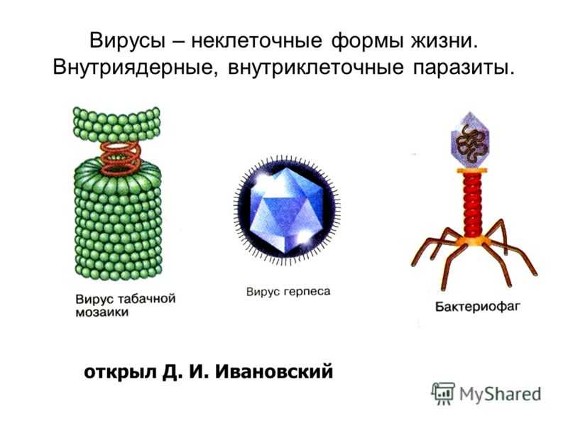 Неклеточные формы жизни — вирусы
