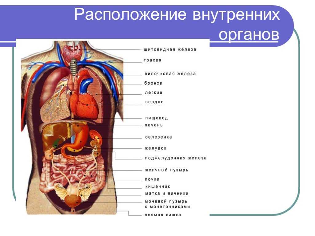 Клетка (в биологии) | наука | fandom