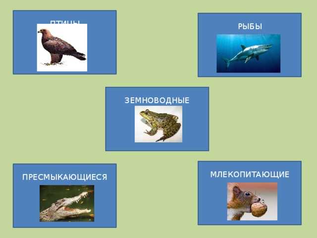 Животный мир россии