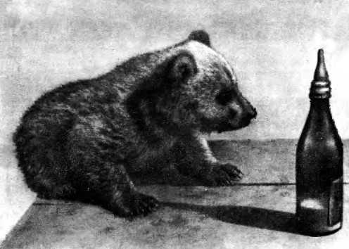 «мишкина каша» читательский дневник