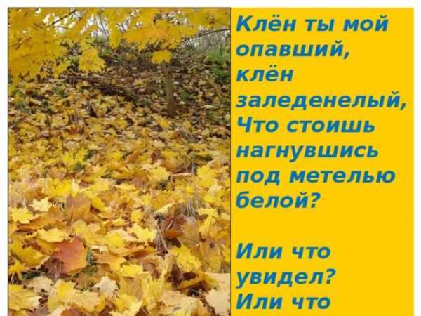 Что то стал нестойкий. сергей есенин — клён ты мой опавший: стих