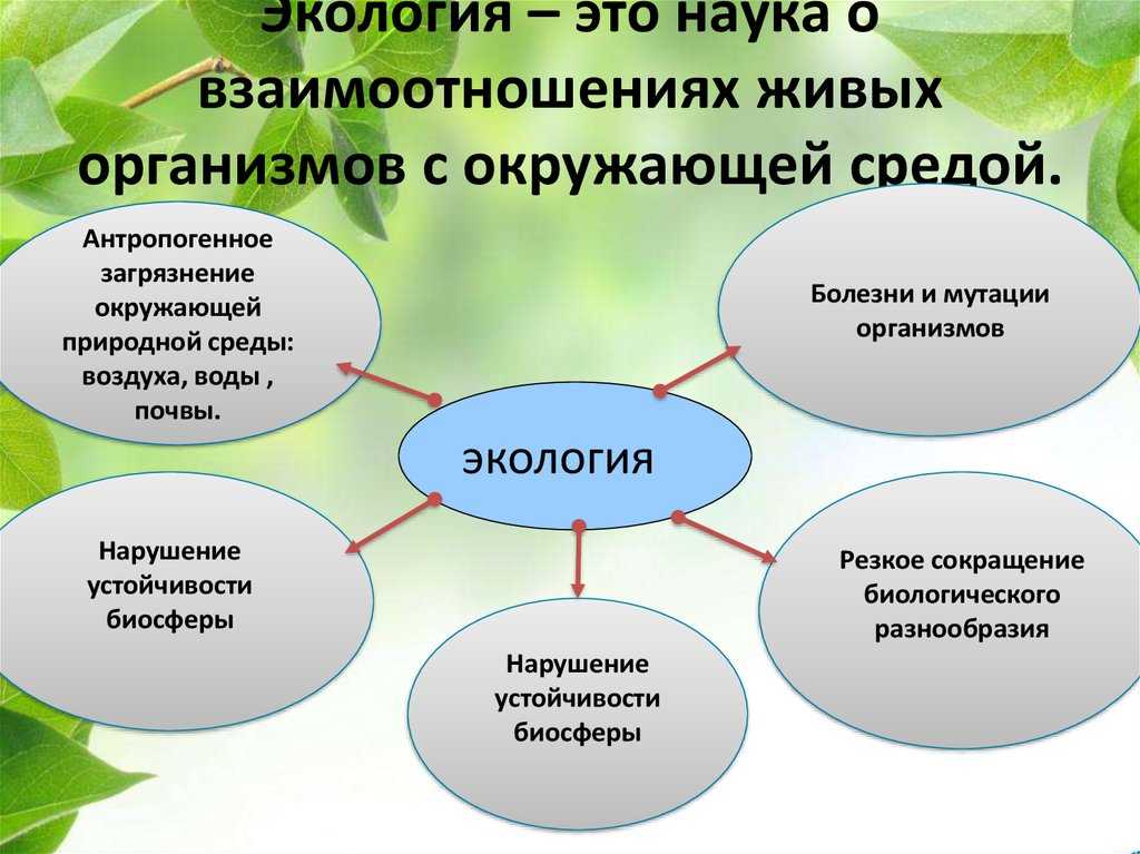 Онлайн олимпиады по окружающему миру