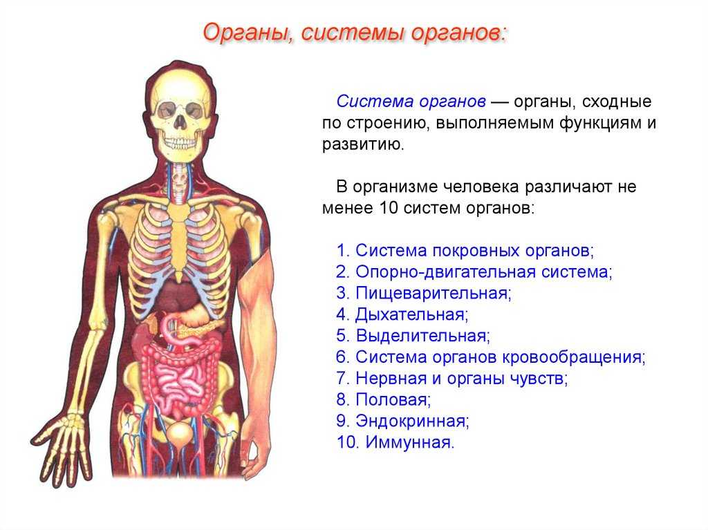 Цитоплазма и основные клеточные органеллы