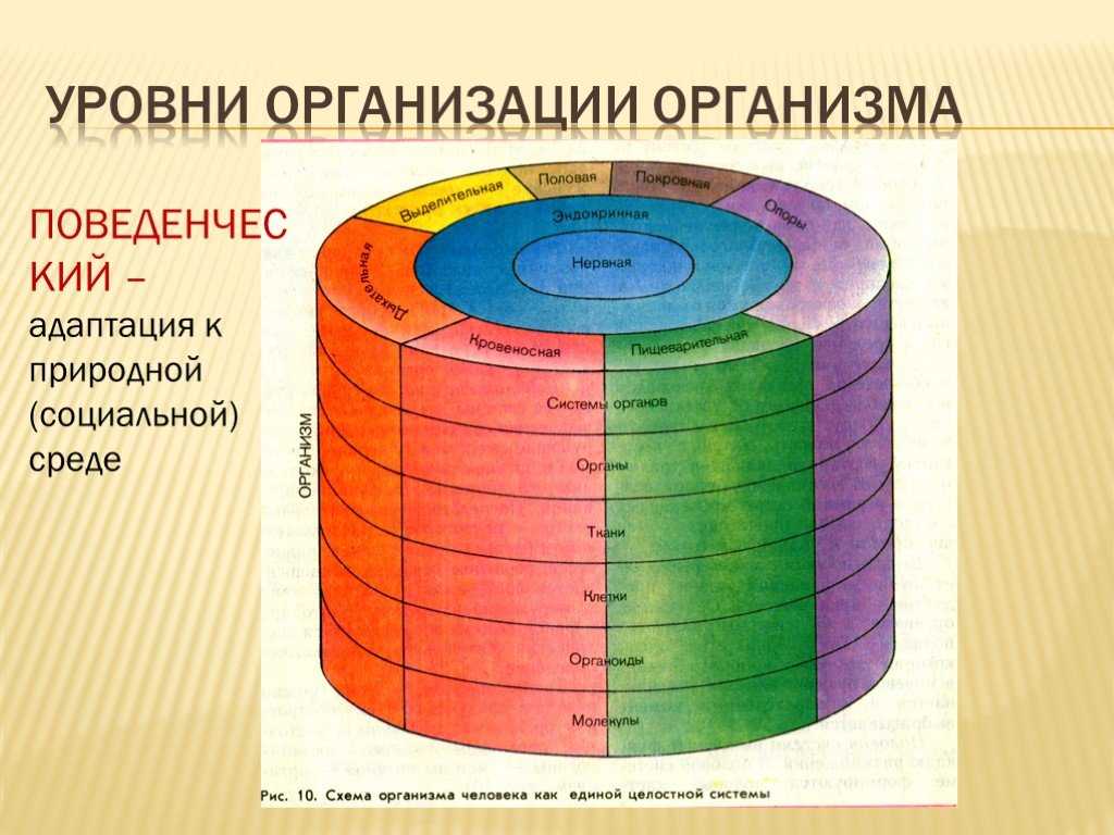 Гдз биология 8 класс рабочая тетрадь пасечник 2019 – гдз биология 8 класс пасечник, швецов
