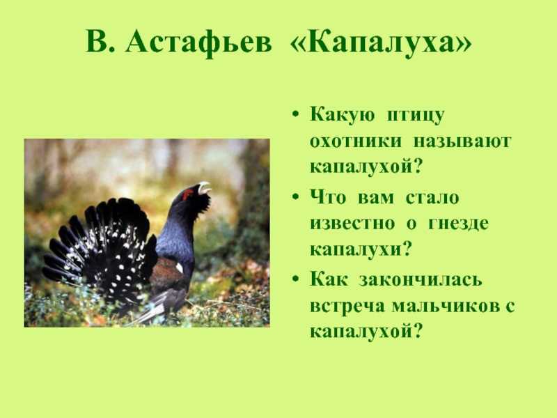 Краткое содержание капалуха астафьева за 2 минуты пересказ сюжета