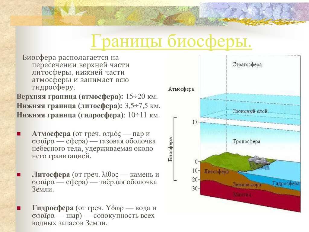 Функции  биосферы: основная роль по вернадскому, описание свойств