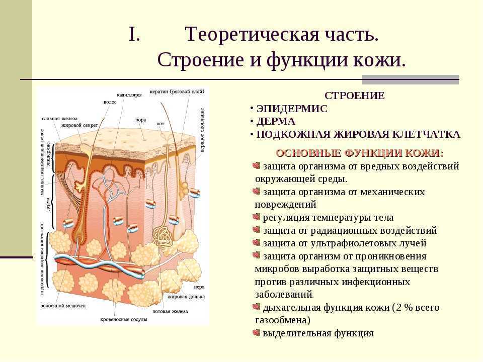Покровная система. кожа - esculappro.ru