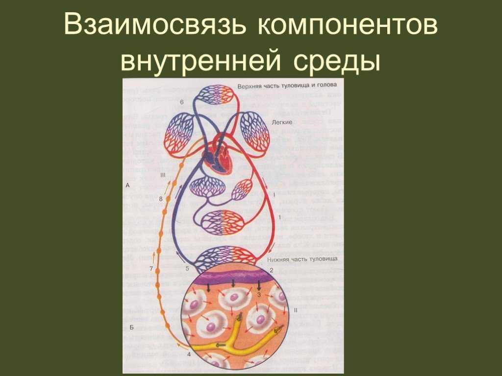 Биология 8 класс. пасечник - илюшар - база знаний