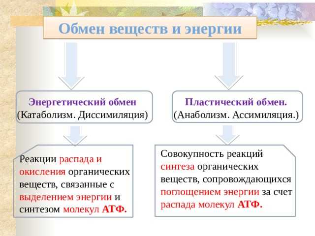 Гдз по биологии 8 класс рабочая тетрадь пасечник  линия жизни