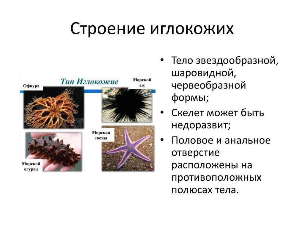 Моллюски: внешний вид, фото, особенности, интересные факты, среда обитания