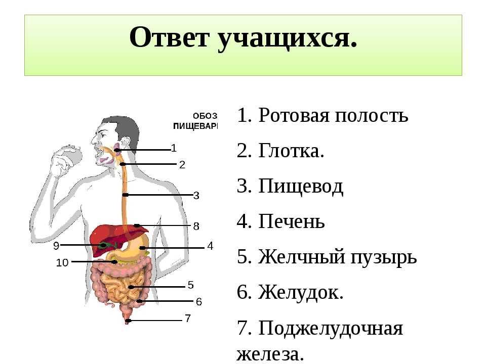 Биология пасечник учебник §25