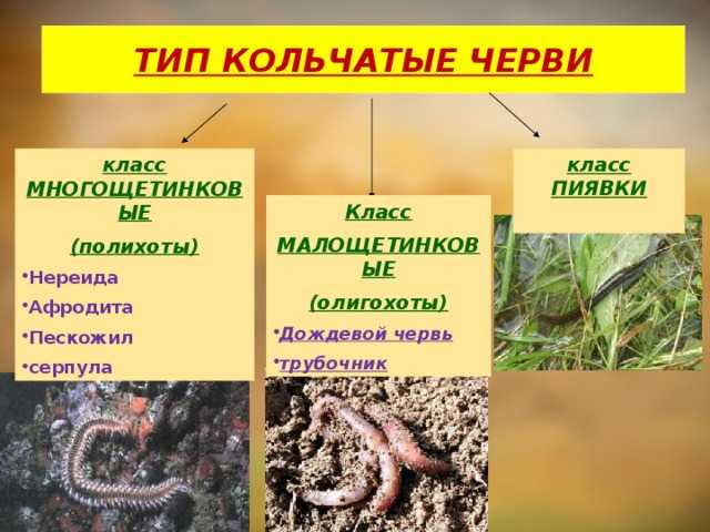 4.6.6. тип кольчатые черви. общая характеристика