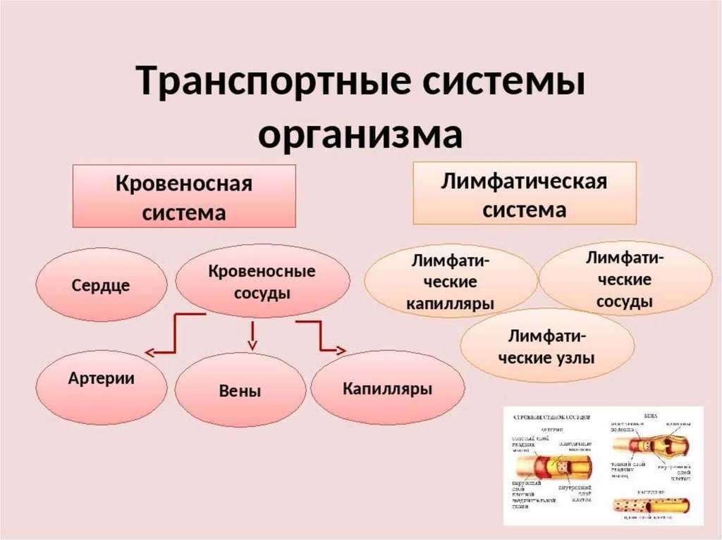 Понятие о системе органов человека: описание и характеристики