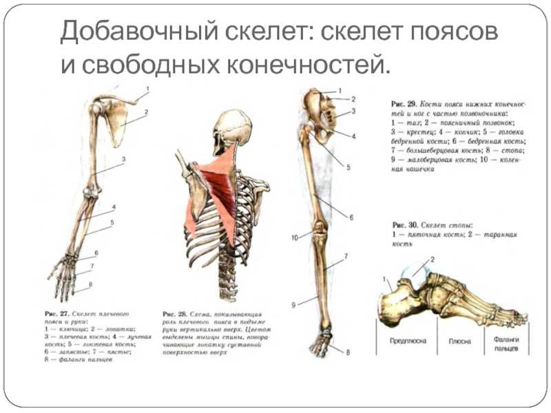 Гдз и решебник биология 8 класс пасечник, швецов - рабочая тетрадь