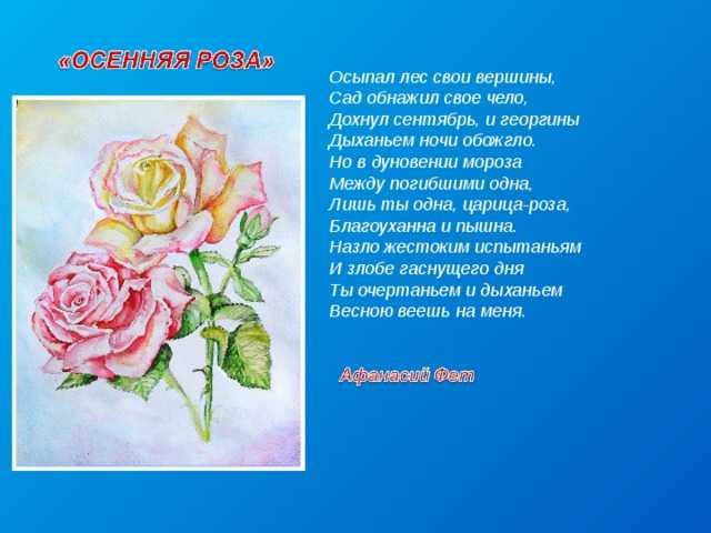 Фет осенняя роза. «осенняя роза», анализ стихотворения фета