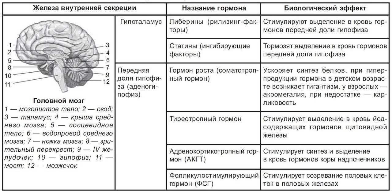 Гдз по биологии за 8 класс рабочая тетрадь пасечник, швецов