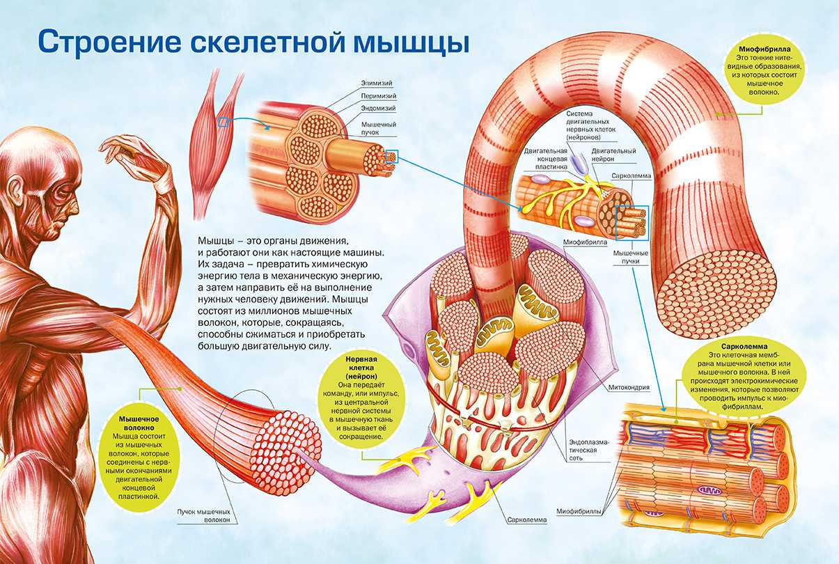№ §10 строение и функции скелетных мышц  гдз ответы к учебнику биология 8 класс линия жизни, пасечник - izi5.ru