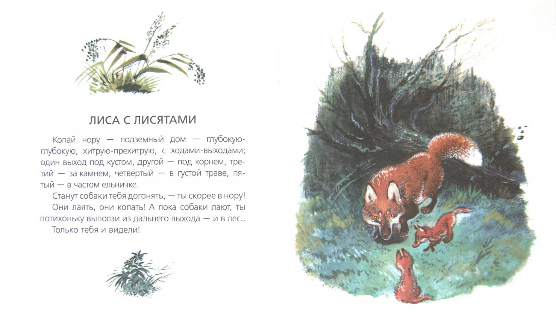 Большие и маленькие - чарушин е.и. рассказ про животных и детенышей