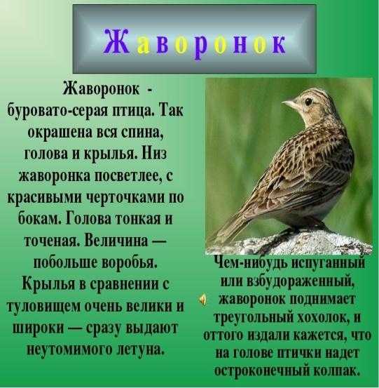 Сообщение о жаворонке (доклад о жаворонках)
