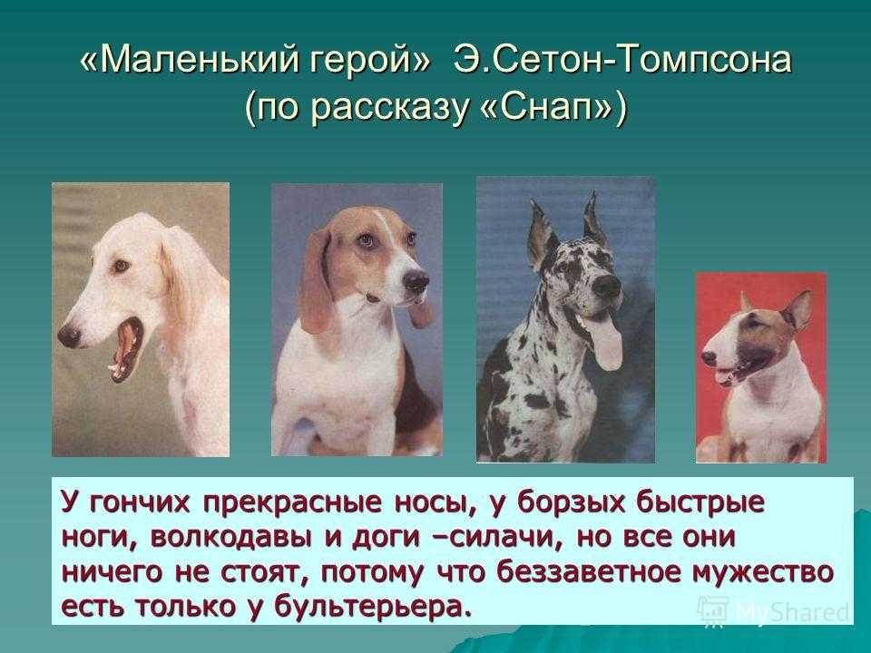 Сетон-томпсон - рассказы о животных: краткое содержание, пересказ для читательского дневника - рустих кратко