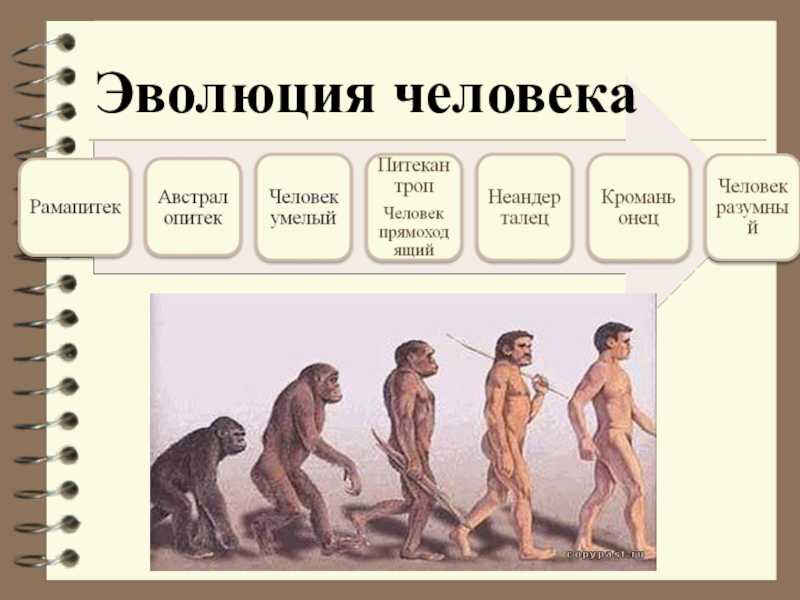 Основные этапы эволюции человека. древнейшие, древние и первые современные люди