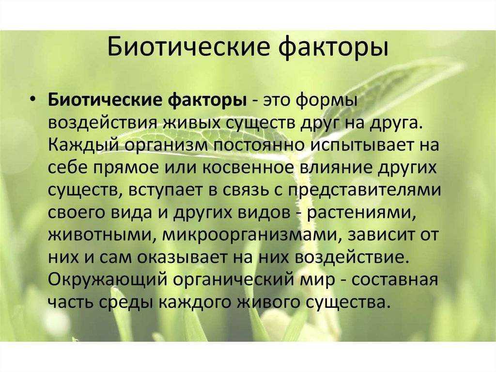Типы взаимоотношений между организмами - примеры видов взаимодействий