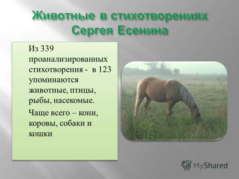 Сергей есенин — корова