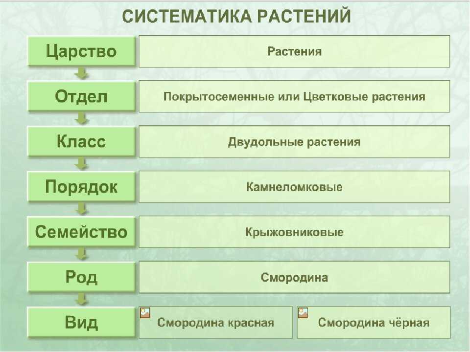 Урок 3: жизнь растительной клетки - 100urokov.ru