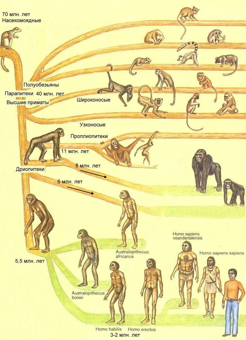 § 2. первобытная история человечества