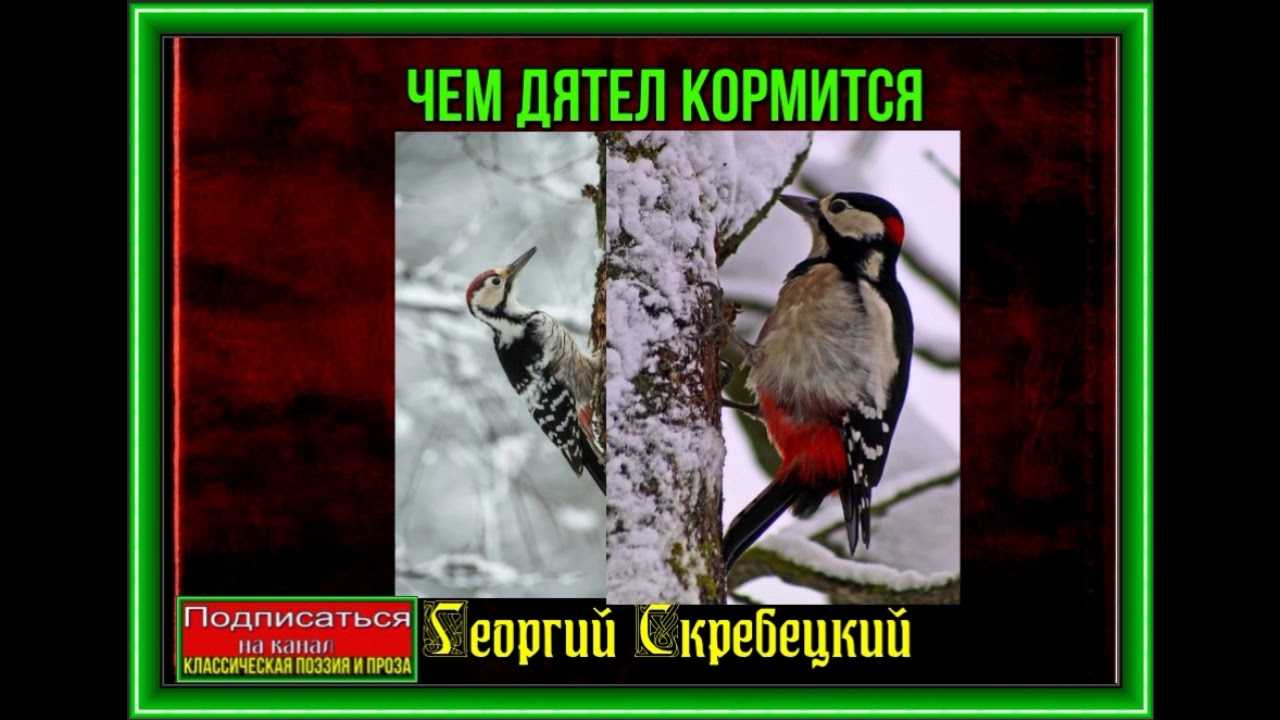 Чем дятел зимой кормится скребицкий читательский дневник