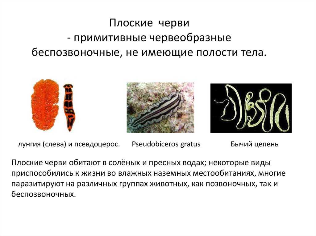 Плоские черви | virtual laboratory wiki | fandom