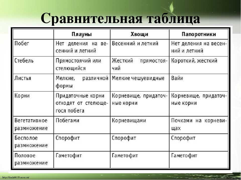 Голосеменные растения - общая характеристика и значение в природе