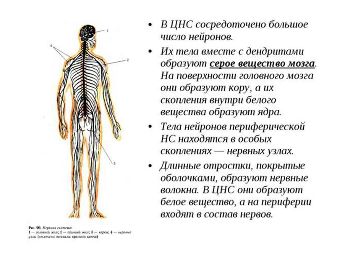 Гдз биология 8 класс пасечник, швецов - рабочая тетрадь
