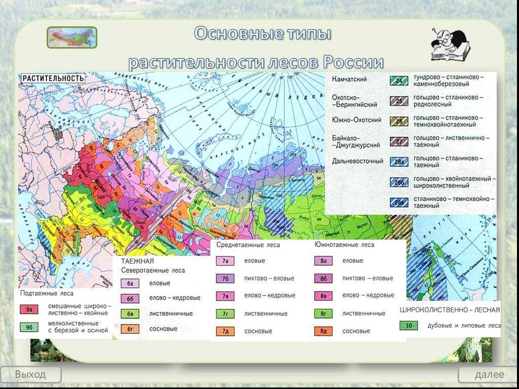 Доклад зона лесов 4 класс окружающий мир сообщение