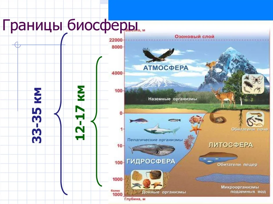 Биосфера