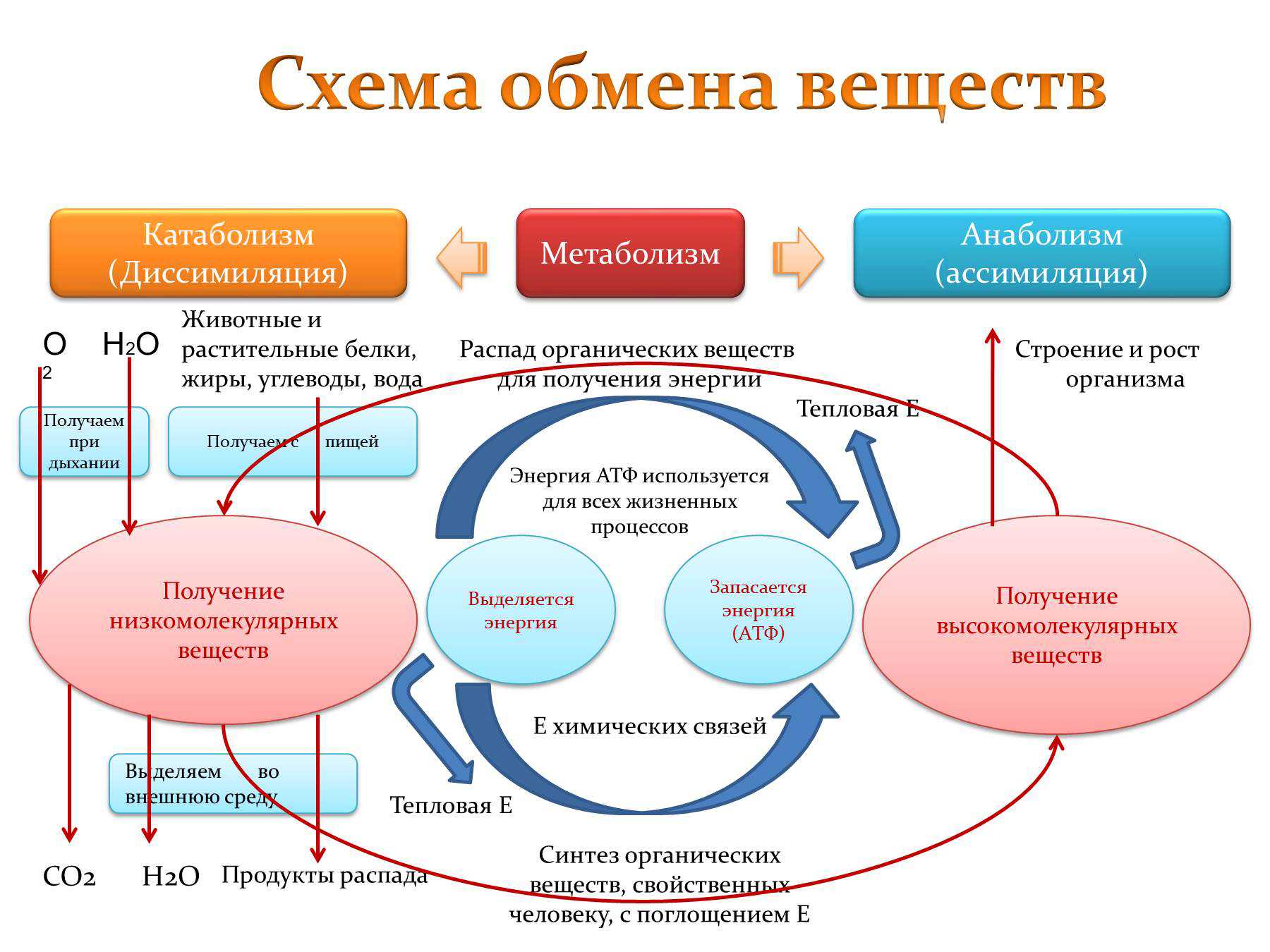 Обмен веществ и энергии в клетке