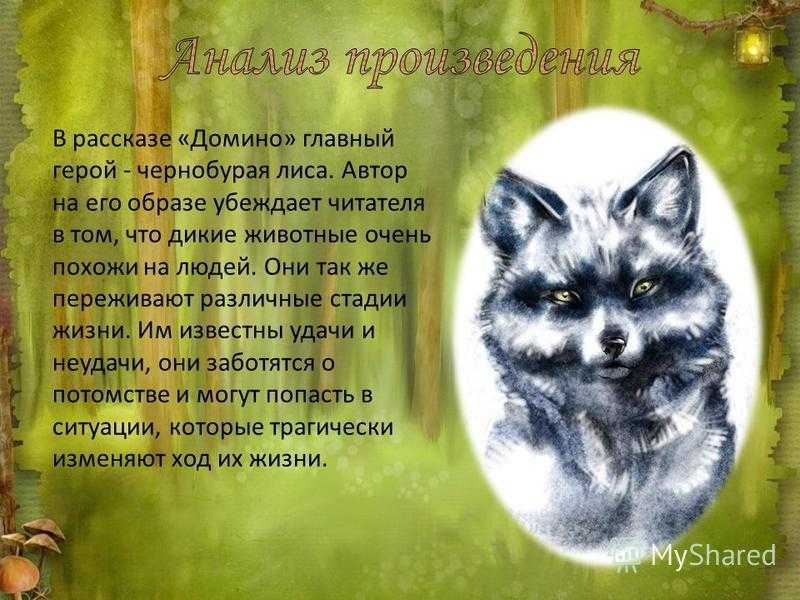 Краткое содержание книги томпсона «рассказы о животных» для читательского дневника