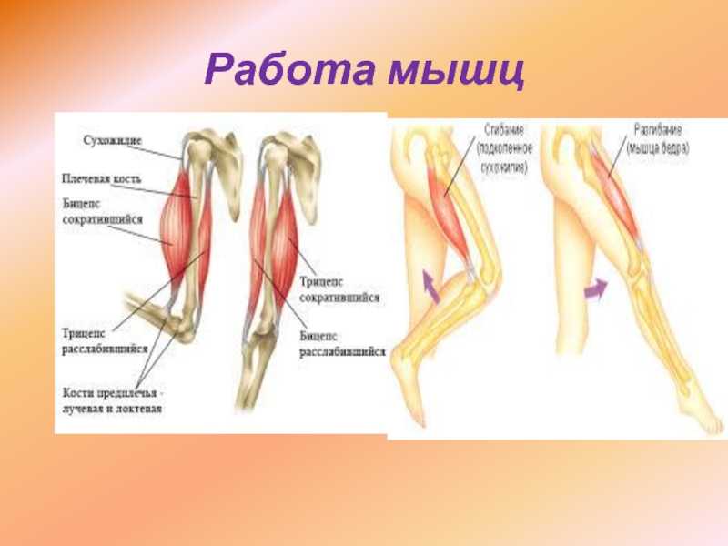 Гдз биология 8 класс пасечник, швецов - рабочая тетрадь