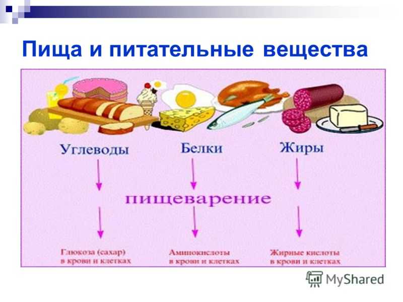Гдз по биологии 8 класс лисов, рабочая тетрадь аверсэв 2022