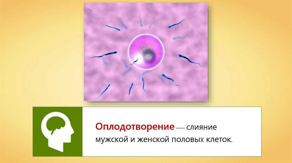 Гдз решебник по биологии 8 класс пасечник, швецов рабочая тетрадь просвещение
