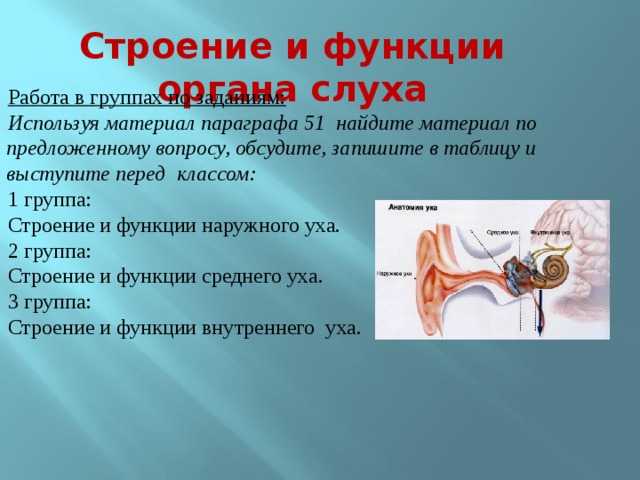 Гдз по биологии 8 класс учебник пасечник, суматохин, гапонюк