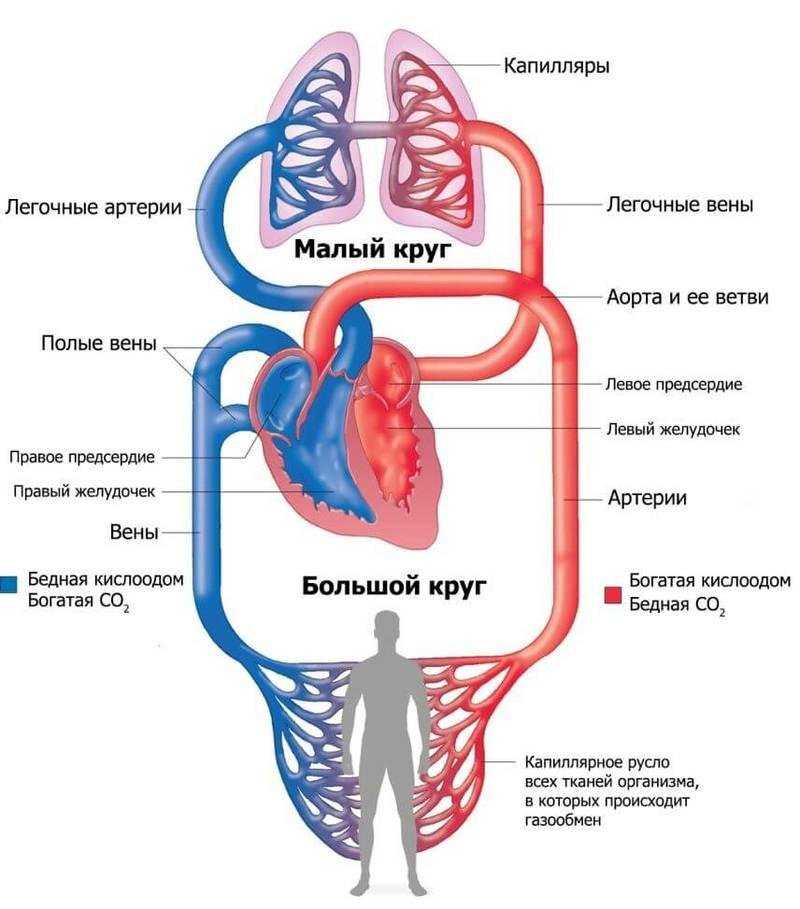 Гдз биология 8 класс пасечник, каменский, швецов - учебник «просвещение»