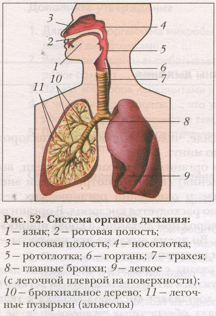 Гдз решебник по биологии 8 класс пасечник, швецов рабочая тетрадь просвещение