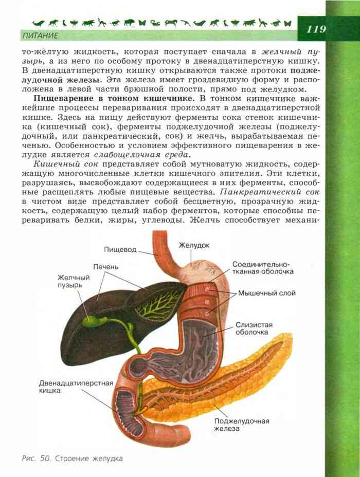 Гдз биология 8 класс пасечник, каменский, швецов - учебник «просвещение»