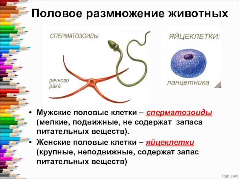 Гдз по биологии 8 класс пасечник, суматохин, учебник просвещение 2023