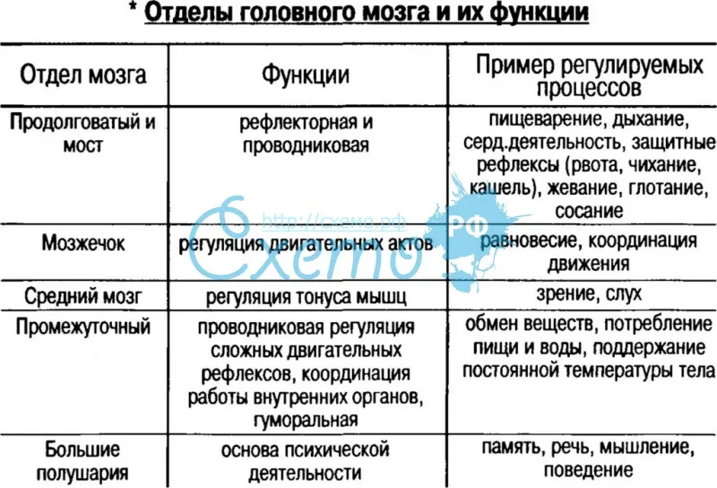 § 42. головной мозг - илюшар - база знаний