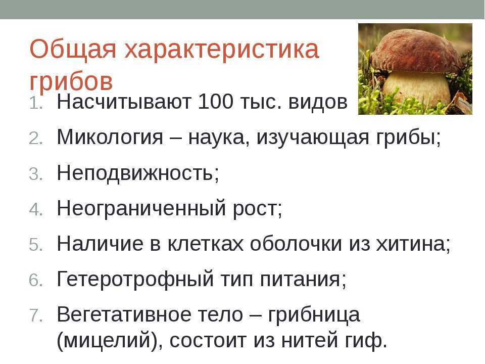 Урок 6: грибы и лишайники - 100urokov.ru