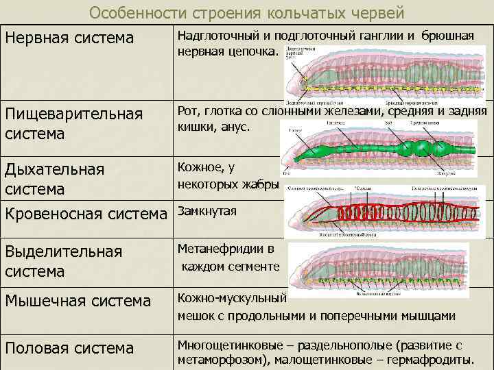 Тип кольчатые черви