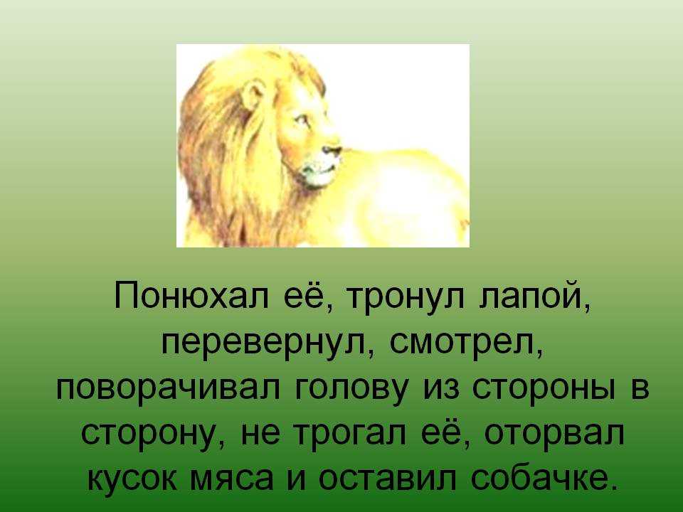 Краткое содержание толстой лев и собачка для читательского дневника, читать краткий пересказ онлайн